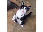 Poppy, Domestic Shorthair For Adoption In Yellville, Arkansas