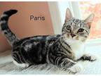 Paris, Domestic Shorthair For Adoption In Morganton, North Carolina