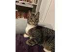 Stacy Lap Cat, Domestic Shorthair For Adoption In Herndon, Virginia