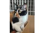 Angelina - Working Cat, Domestic Shorthair For Adoption In Herndon, Virginia