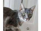 Abby & Hannah Mb, Domestic Shorthair For Adoption In White Bluff, Tennessee