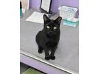 Charlotte, Domestic Shorthair For Adoption In Missoula, Montana