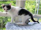 Allie, Domestic Shorthair For Adoption In Morganton, North Carolina