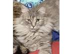 Torenia, Domestic Mediumhair For Adoption In Fort Worth, Texas