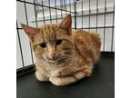 Tabasco, Domestic Shorthair For Adoption In Fort Worth, Texas