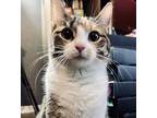 Kyoto, Domestic Shorthair For Adoption In Fort Worth, Texas
