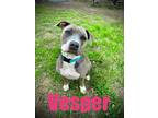 Vesper , Terrier (unknown Type, Small) For Adoption In Fort Worth, Texas