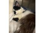 Tapatio, Domestic Shorthair For Adoption In Twinsburg, Ohio