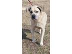 Macho, Labrador Retriever For Adoption In Clinton, North Carolina