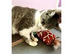 Noom, Domestic Shorthair For Adoption In Philadelphia, Pennsylvania