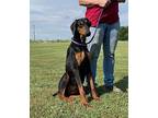 Selma, Doberman Pinscher For Adoption In Arlington, Texas