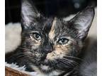 Pixie (courtesy Post), Domestic Shorthair For Adoption In Mountain View
