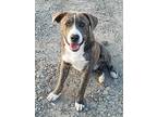 Shooter, Terrier (unknown Type, Medium) For Adoption In Okemah, Oklahoma