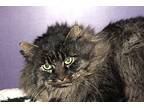 Sally, Domestic Longhair For Adoption In Rockford, Illinois