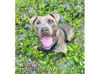Oslo, American Staffordshire Terrier For Adoption In Fort Worth, Texas