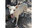 Sahara, Labrador Retriever For Adoption In Seguin, Texas