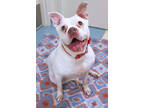 Lexie, American Pit Bull Terrier For Adoption In Chicago, Illinois