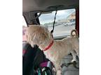 Dunkin, Wheaten Terrier For Adoption In Beeville, Texas