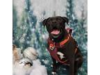Koko, American Pit Bull Terrier For Adoption In Chicago, Illinois