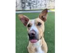 Claire, Terrier (unknown Type, Small) For Adoption In San Antonio, Texas