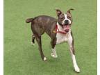 Lettie, Boston Terrier For Adoption In Cleveland, Ohio