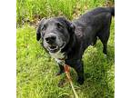 Myles *courtesy Post* (cortland Ny), Labrador Retriever For Adoption In