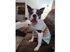 Agatha, Boston Terrier For Adoption In West Allis, Wisconsin