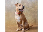 Tank, American Pit Bull Terrier For Adoption In Lihue, Hawaii