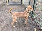 Skeeter, Labrador Retriever For Adoption In Ola, Arkansas