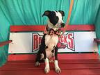 Promise, Terrier (unknown Type, Medium) For Adoption In Ola, Arkansas