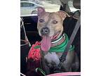 Brenda, American Staffordshire Terrier For Adoption In Fort Worth, Texas