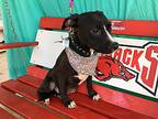 Faith, Terrier (unknown Type, Medium) For Adoption In Ola, Arkansas