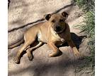 Rudy, Terrier (unknown Type, Medium) For Adoption In Seguin, Texas