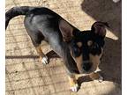 Blitzen, Miniature Pinscher For Adoption In Seguin, Texas