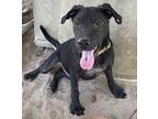 Ace, Labrador Retriever For Adoption In Seguin, Texas