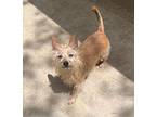 Chad, Westie, West Highland White Terrier For Adoption In Fort Worth, Texas