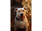 Beanie, American Pit Bull Terrier For Adoption In West Allis, Wisconsin