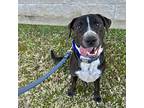 Barrett, American Staffordshire Terrier For Adoption In Fort Worth, Texas