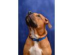 Tyson, American Pit Bull Terrier For Adoption In Gloversville, New York