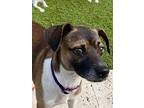 Bailey, Jack Russell Terrier For Adoption In Tampa, Florida