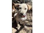 Bacardi, Jack Russell Terrier For Adoption In Seguin, Texas