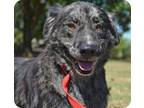 Margaery, American Pit Bull Terrier For Adoption In Jacksonville, Arkansas
