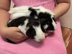 Pearl (bonded To Orca), Guinea Pig For Adoption In Pomona, New York