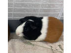 Eddie, Guinea Pig For Adoption In Pomona, New York