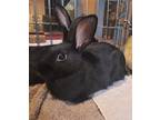 Houdini, Californian For Adoption In Penticton, British Columbia