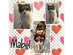 Mabel, Domestic Shorthair For Adoption In Woodmere, New York