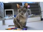 Anne, Domestic Shorthair For Adoption In New Milford, Connecticut