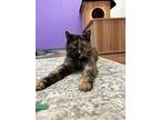 Nephele, Domestic Shorthair For Adoption In Kalamazoo, Michigan