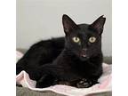 Spooky, Domestic Shorthair For Adoption In Oakland Park, Florida