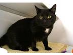 Shadow, American Shorthair For Adoption In New Milford, Connecticut